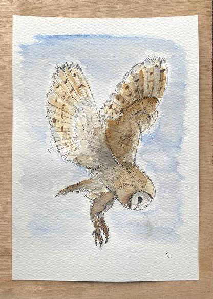 Original watercolour and ink sketch of a barn owl