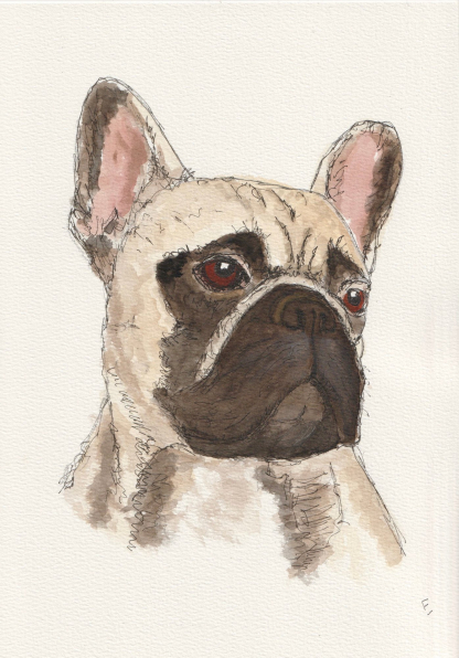 Original watercolour and ink sketch of a French Bulldog