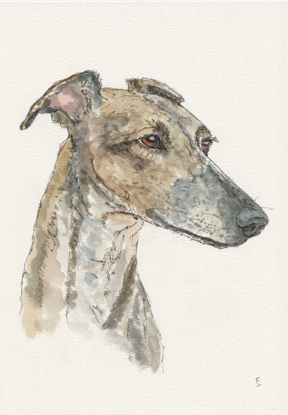 Original watercolour and ink sketch of a greyhound