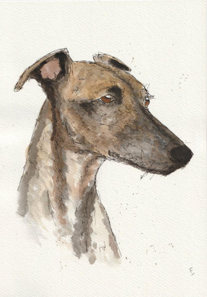 Original watercolour and ink sketch of a greyhound