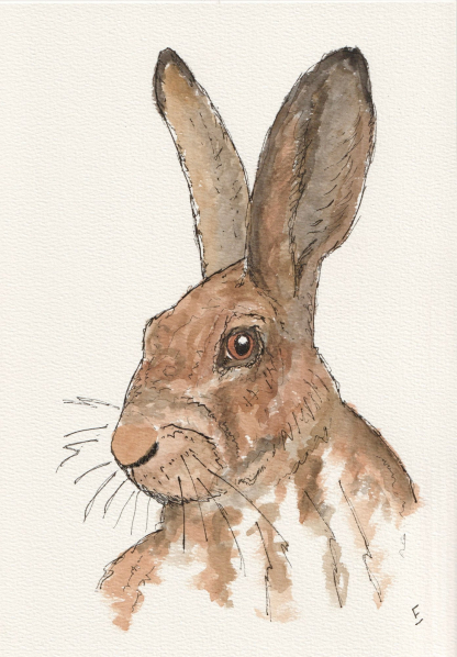 Original watercolour and ink sketch of a hare