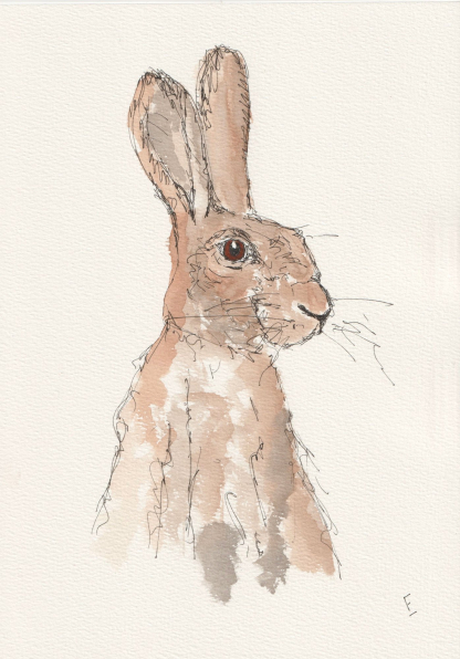 Original watercolour and ink sketch of a hare