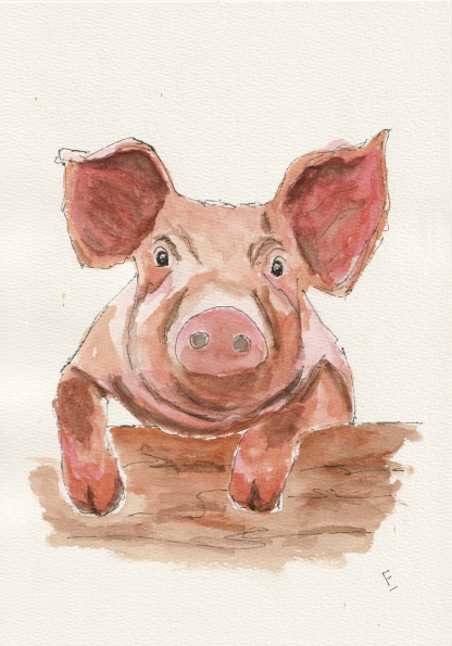 Original ink and wash sketch of a pig