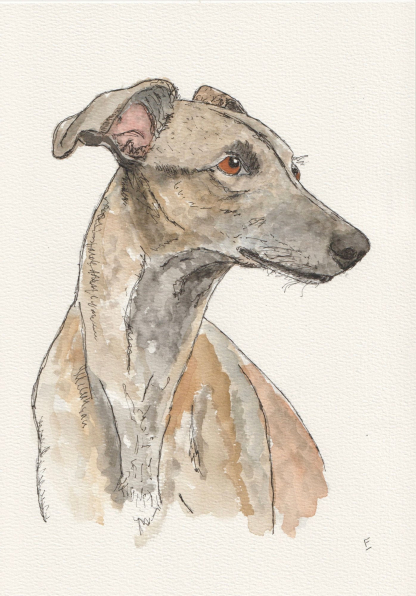 Original watercolour and ink sketch of a Whippet