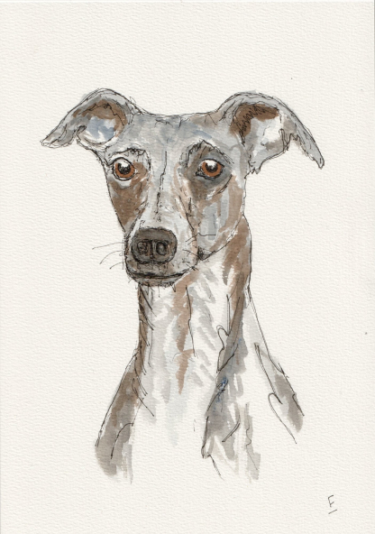 Original watercolour and ink sketch of a Whippet