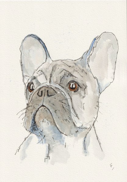 Original watercolour and ink sketch of a French Bulldog