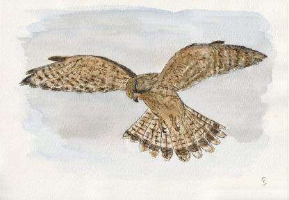 Original watercolour and ink sketch of a kestrel